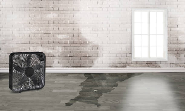 Best Water damage mitigation services  in Rogers City, MI